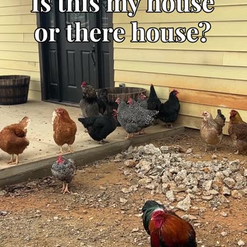Is this my house or there house?