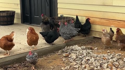 Is this my house or there house?