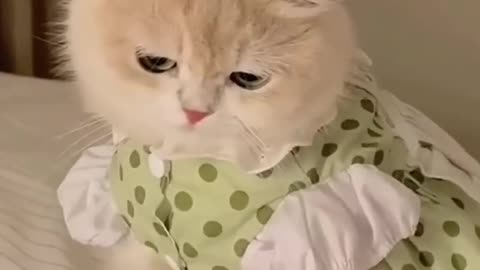 Cute expressions of cat