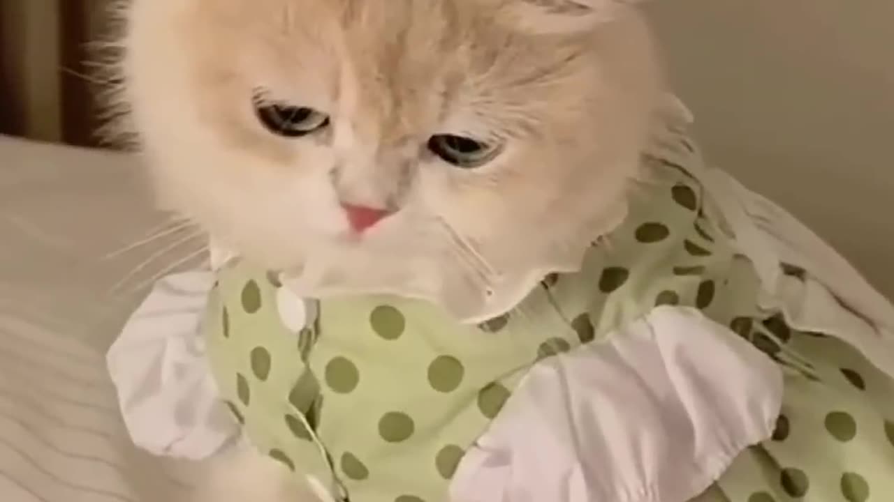 Cute expressions of cat