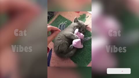 😹 Funniest Cats of 2025 – Try Not to Laugh!
