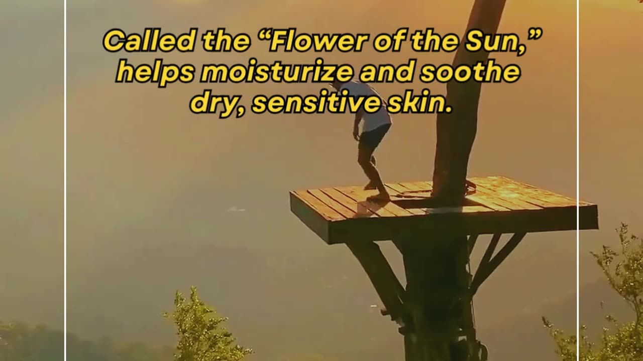 The Face Shop Calendula Essential Moisture Cream