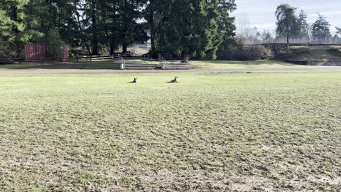 frisbee chase halftime 9823098403298