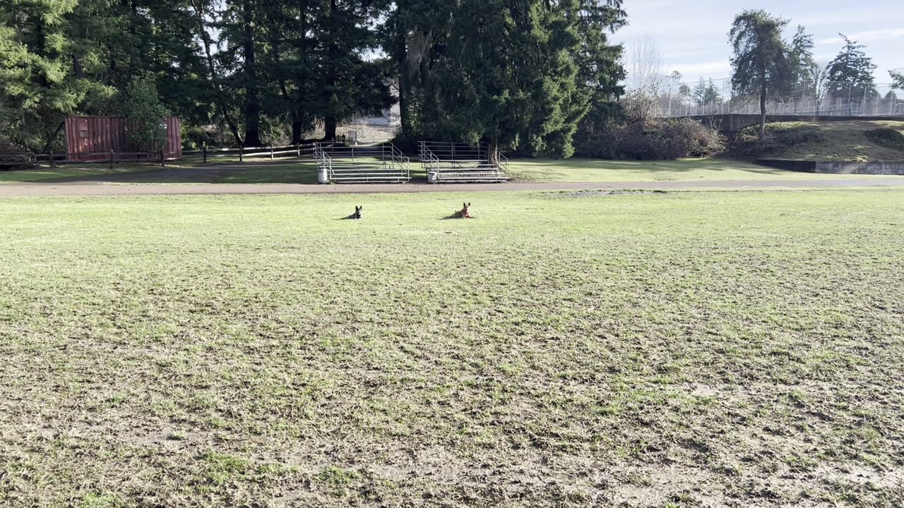 frisbee chase halftime 9823098403298