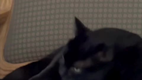 Cute Precious Piper Keeps Herself Very Clean - My Adopted Shelter Cat Vlog #shorts