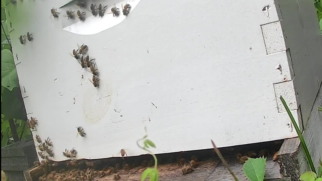 Bees on a Tuesday Morning at Sunrise