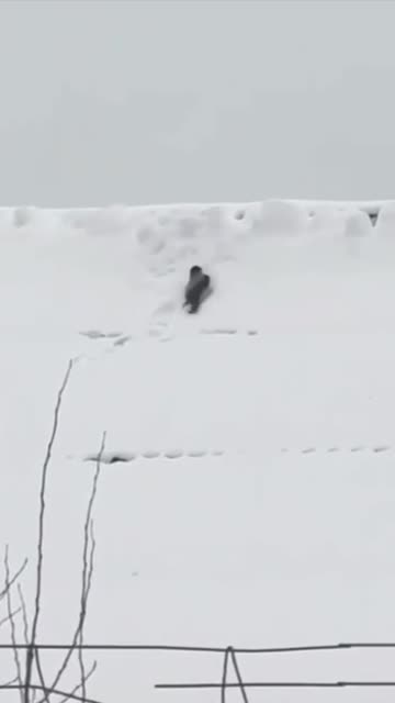 Never a dull moment with the crows 😊