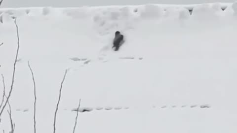 Never a dull moment with the crows 😊