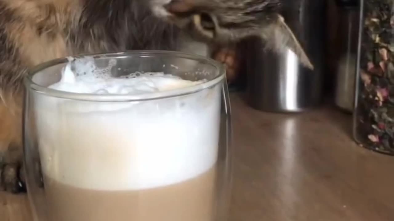 "Caught the cat enjoying this delicious treat like a true foodie! 😸☕"