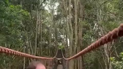 🧠✨ Incredible Gibbon Swinging Over Family! Wait For The Final Jump... | FeedMyCuriosity