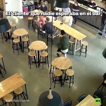 Una cría de foca se convierte en cliente inesperado de un bar