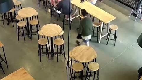 Una crÃa de foca se convierte en cliente inesperado de un bar