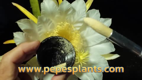 Tips for Successful Dragon Fruit Pollination - Natural Mystic