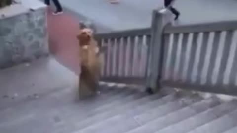 💋 This Doggy can also walk like Humans