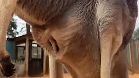 Baby kangaroo is peeking out of the pouch