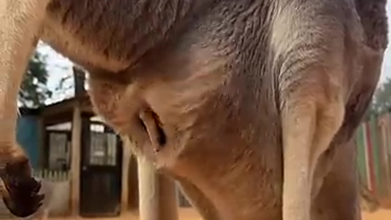 Baby kangaroo is peeking out of the pouch