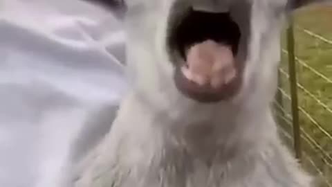 Funny animal videos