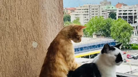 Gossip cats 🐈