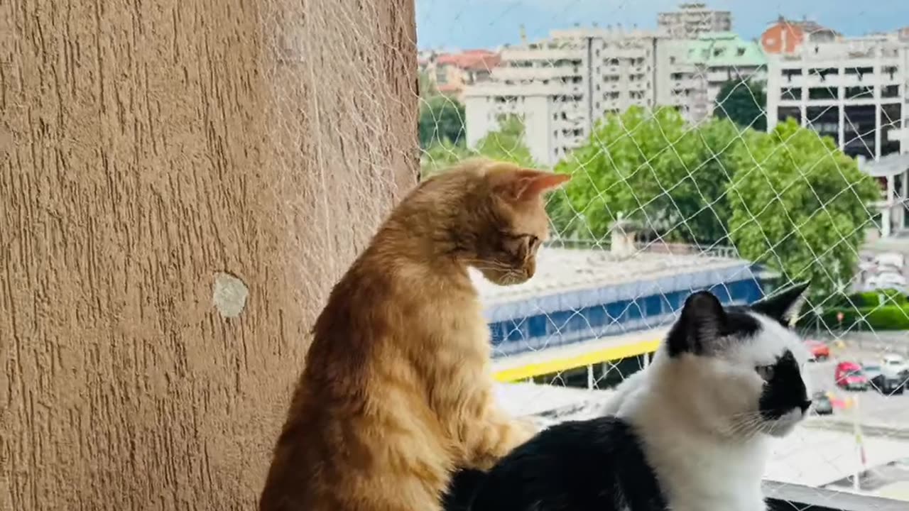 Gossip cats 🐈
