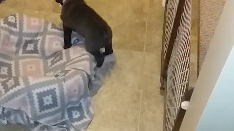 Sharpei puppy vs a water bottle