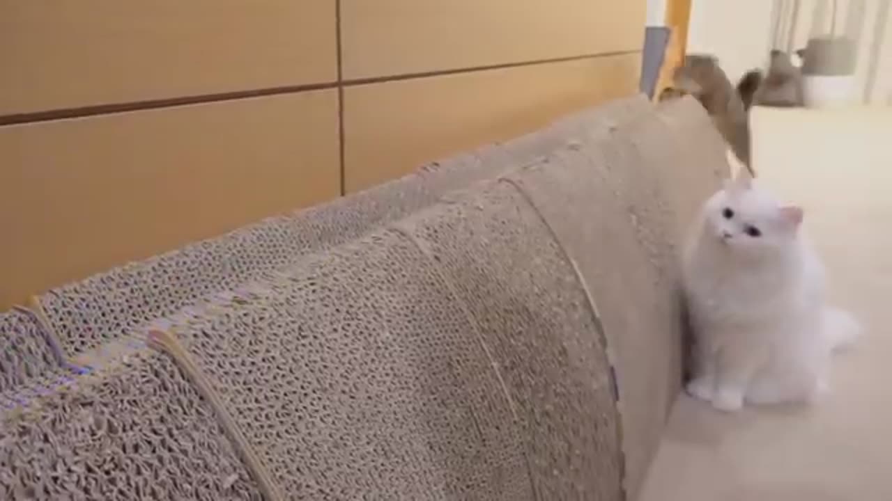 TRY NOT TO LAUGH 😆 Best Funny Videos Compilation 😂😁😆 Memes.