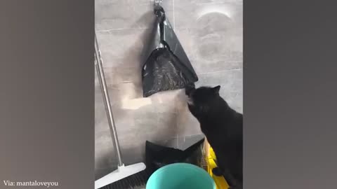 Funny Animals