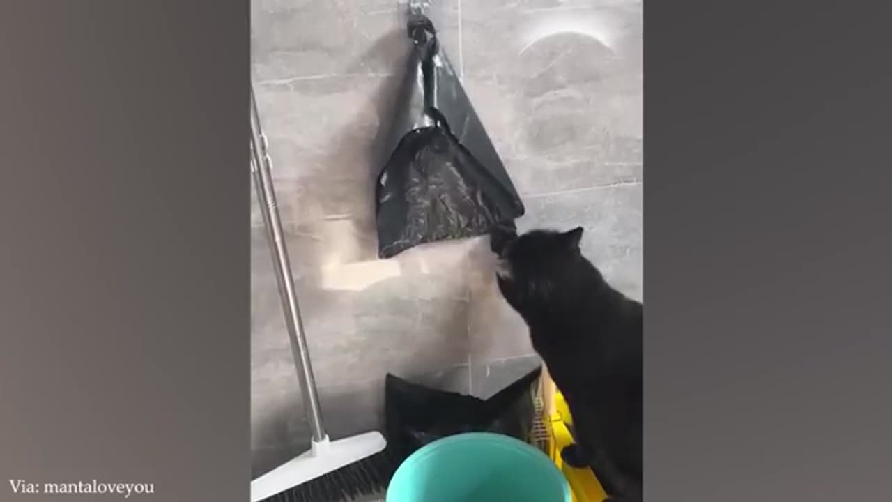 Funny Animals