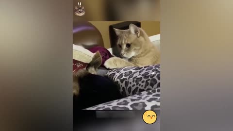 Funny Animal seri 21