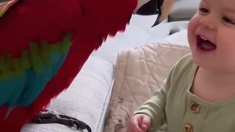 Parrot funny video, foryou, motivatikn, goviral