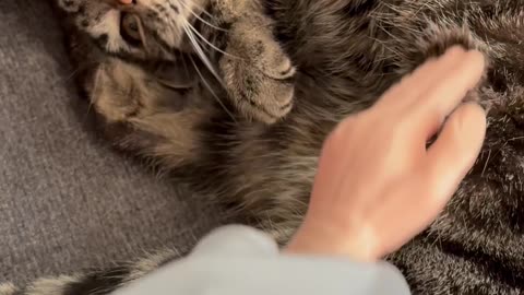 Wednesday whiskers with SPH featuring Princess Hazel. #cats #laurendaigle