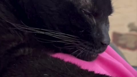 Cute Precious Piper is Worn Out After All Her Work - Adopting a Cat from a Shelter Vlog #shorts