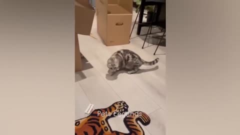 Tiny Dog's Adorable Bedtime Battle