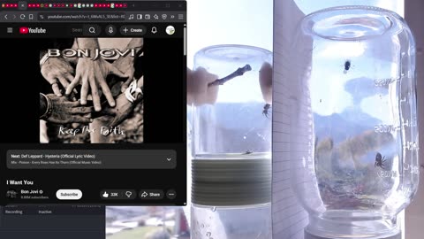 Lev &Virginia? Spider Pairing: Audax (Bold) Jumping Spider. Christian Love LIVE