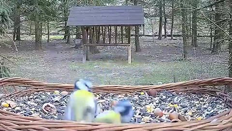 The fight of the blue tits for dominance 🐦🐦🤨
