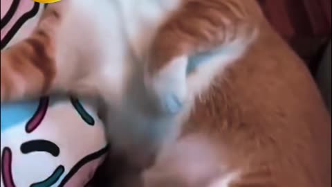 FUNNY CQT'S VIDEO 😀😀😀😂😂