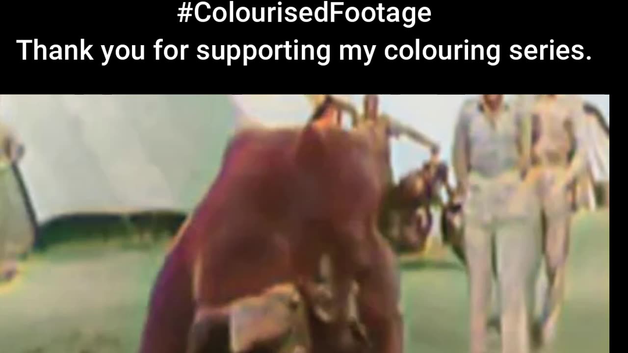 Wojtek the Bear Fights Soldier in Training #ColourisedHistory