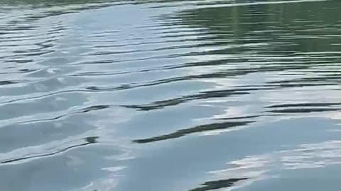 Eagle Dives into water to catch Fish in Delaware, Ohio