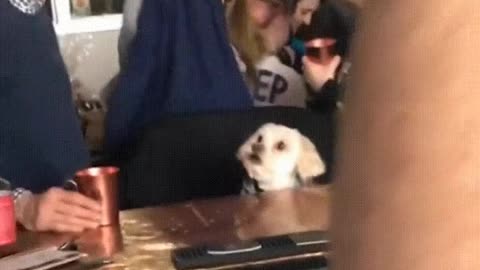 😂🐶 Watching 101 Dalmatians Gone Hilariously Wrong! | FunFM
