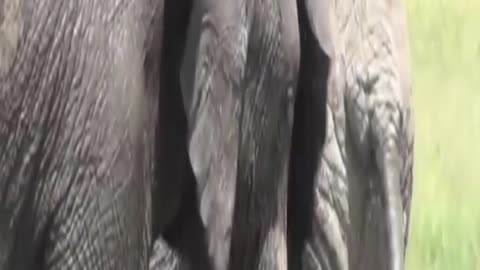 elephant