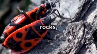 🐞 Bug Bunkmates How Ladybugs Hibernate with Other Species 💤🌿