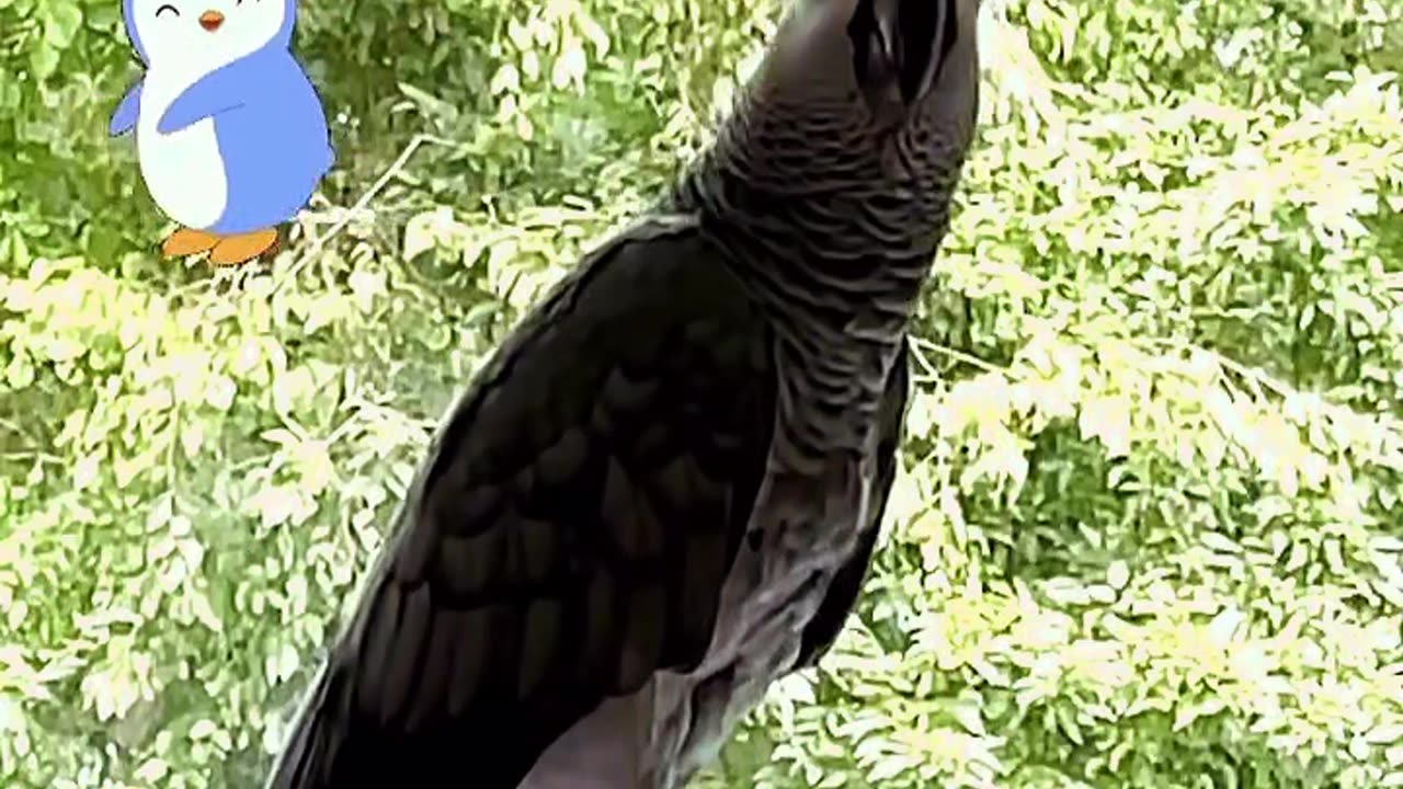parrot tells alexa to fart 🤣🤣🤣