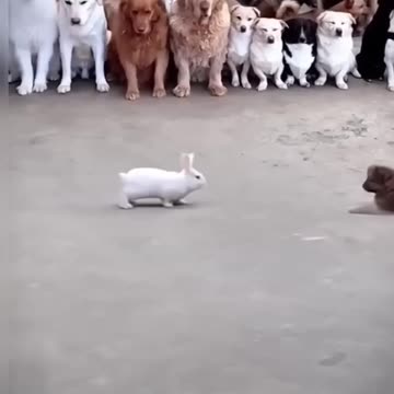 dog and rabbit fighting #bear #animal #goatlovers #babygoat #funny #cute #goatsounds #baby #dog