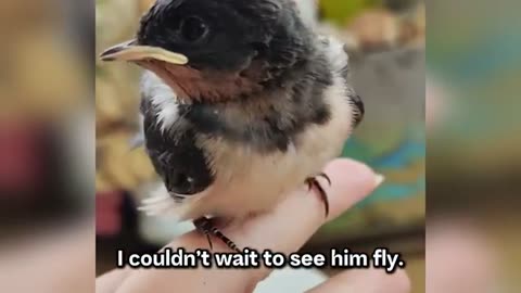 Swallow chick