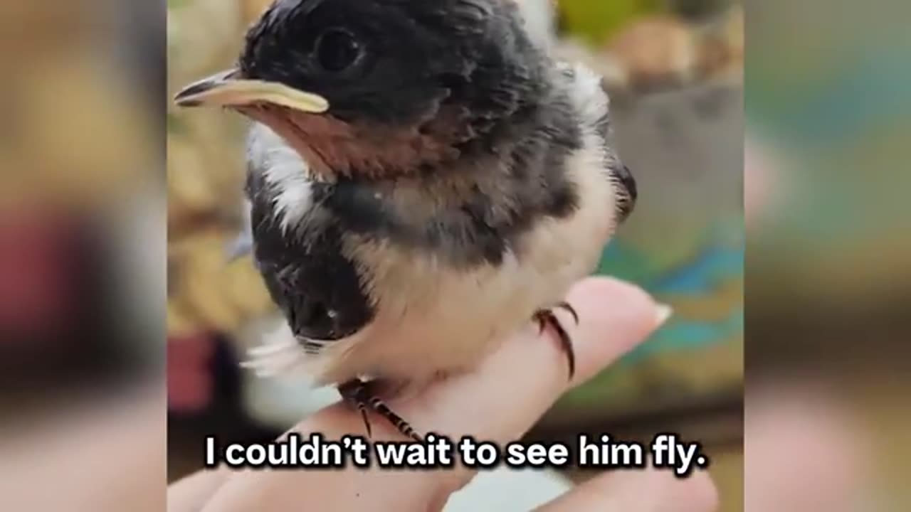 Swallow chick