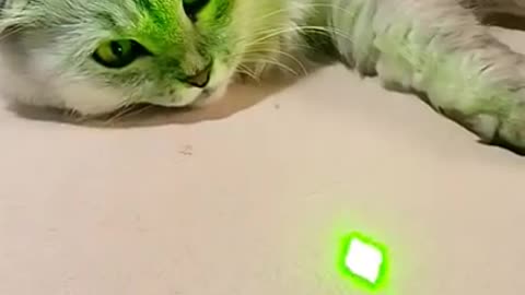 Cat Is 100% Convinced the Laser Dot is Prey… While Lying Flat on the Couch.