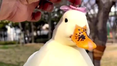 happy friday 🥰🦆