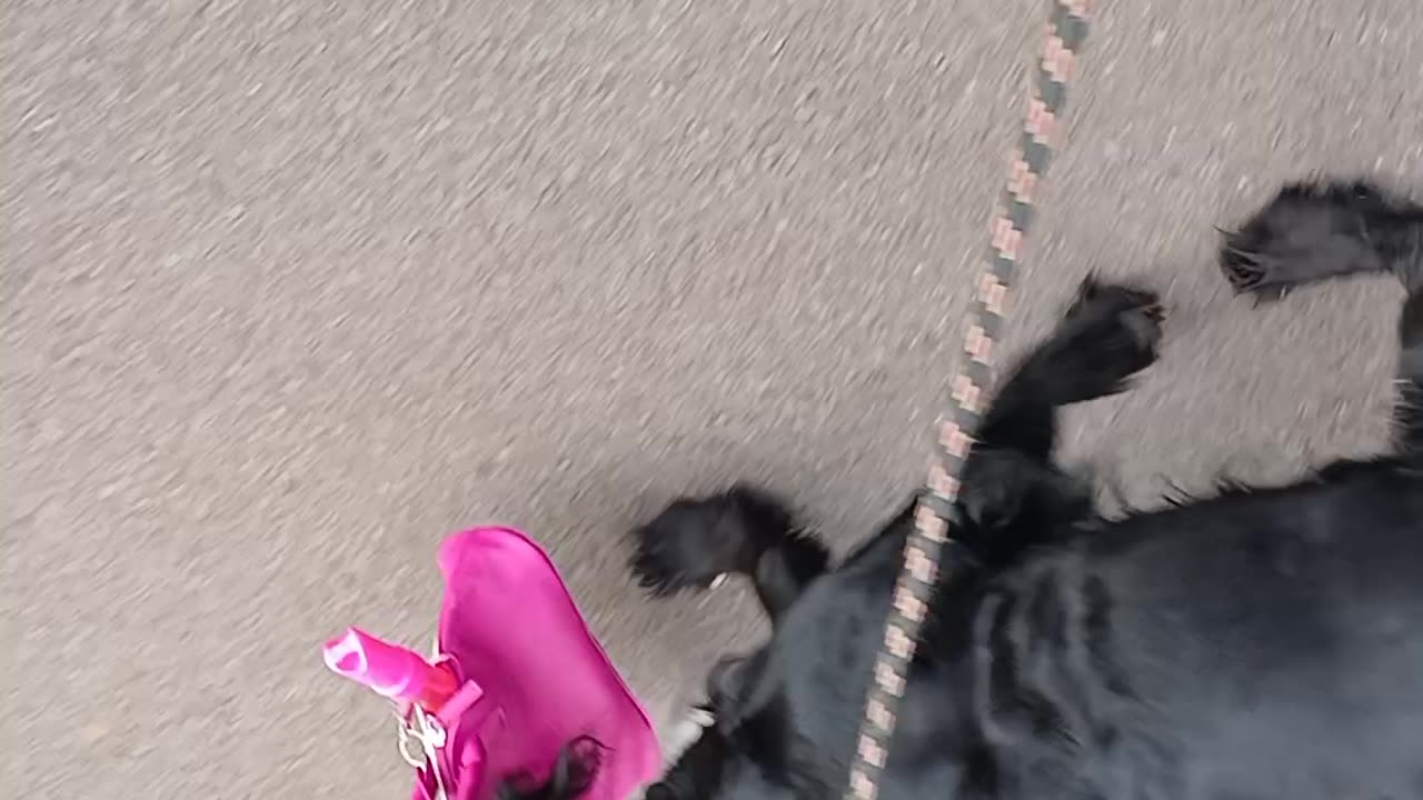 Dogs are required to be on leads in the cemetery & to remove their poo in bags