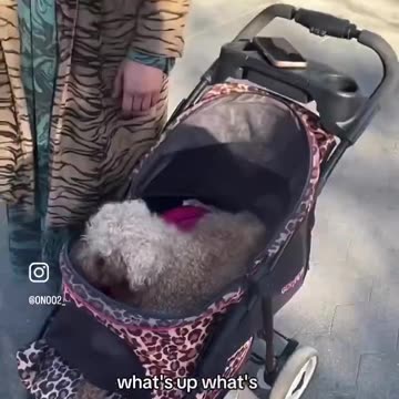 Someone please rescue this poor dog