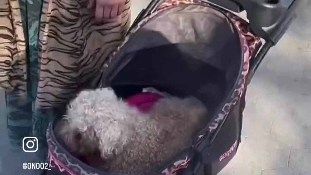 Someone please rescue this poor dog