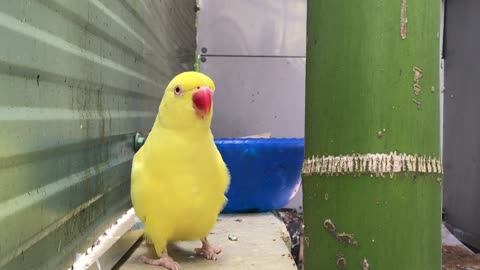 Cute parrot talking to his owner's wife